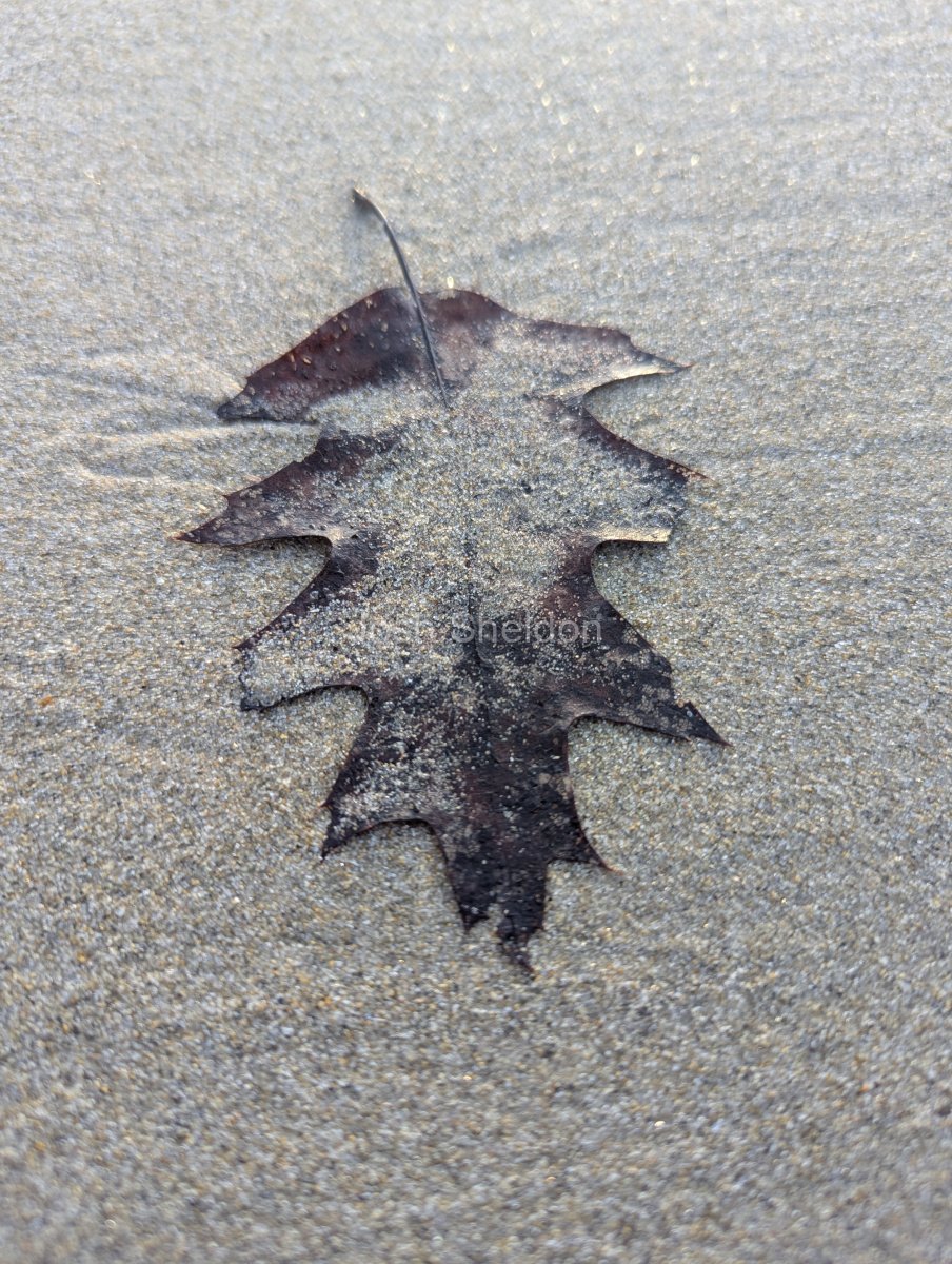 Oak on Sand