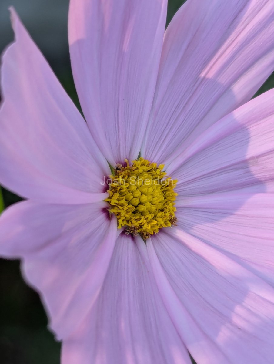 Shadowed Flower