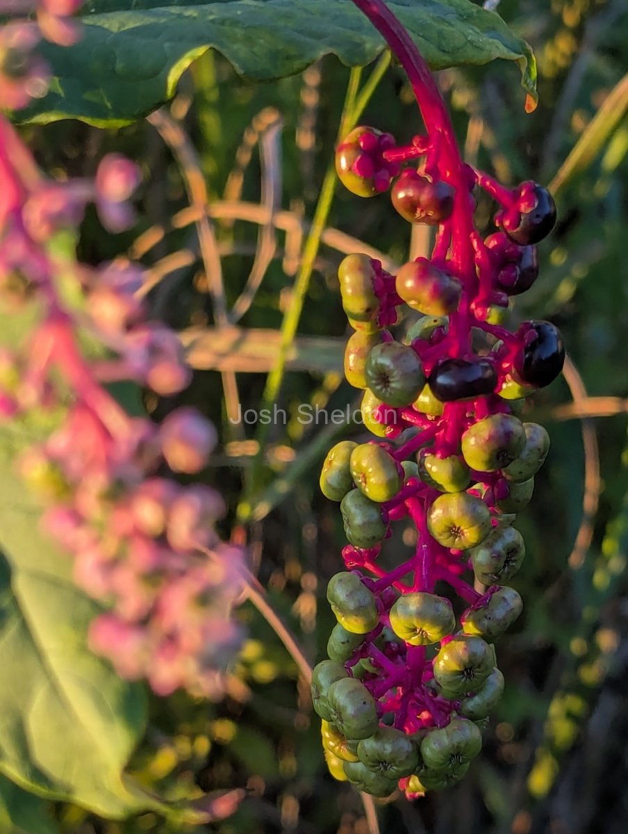 Pokeberry