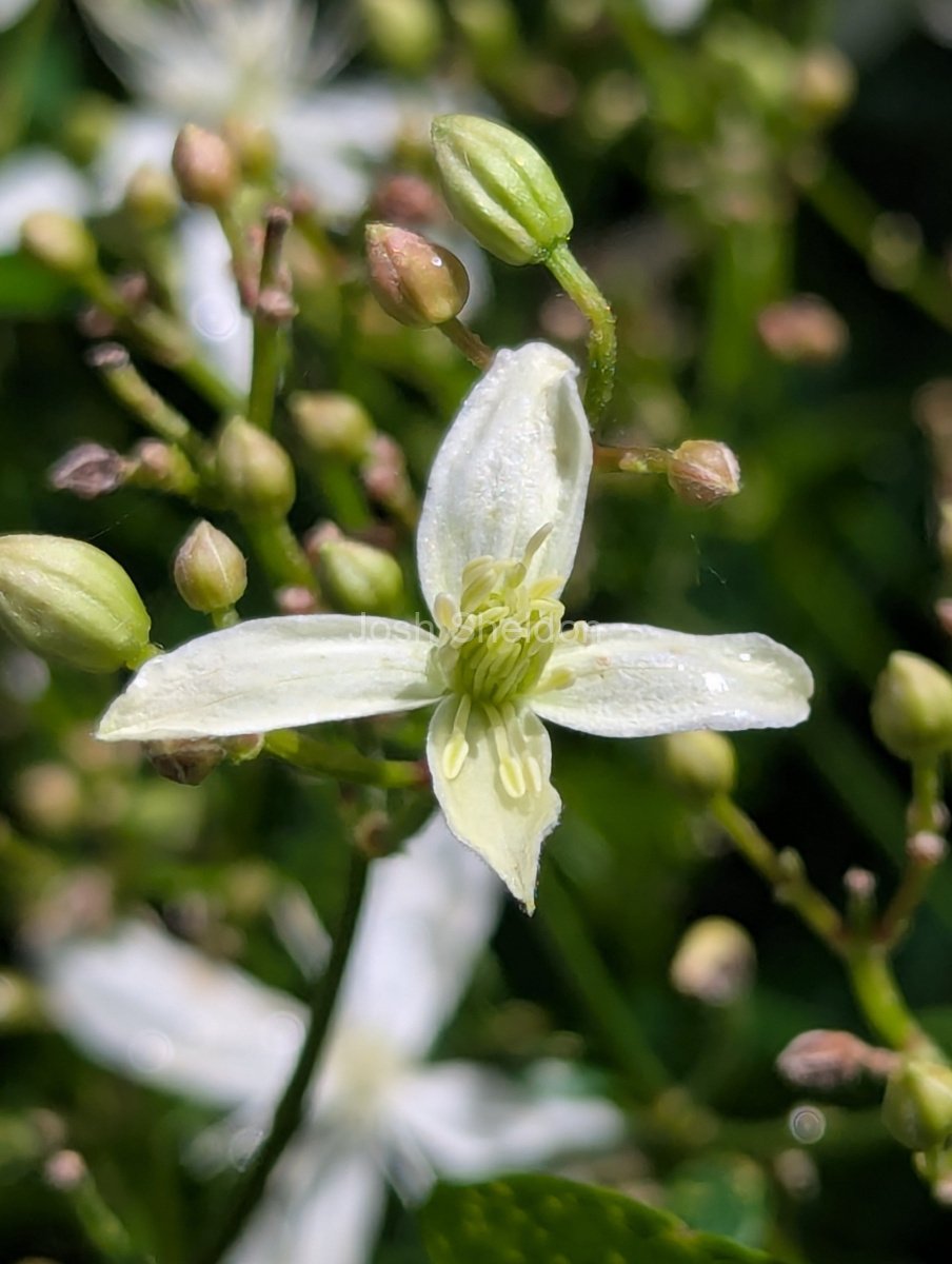 Clematis